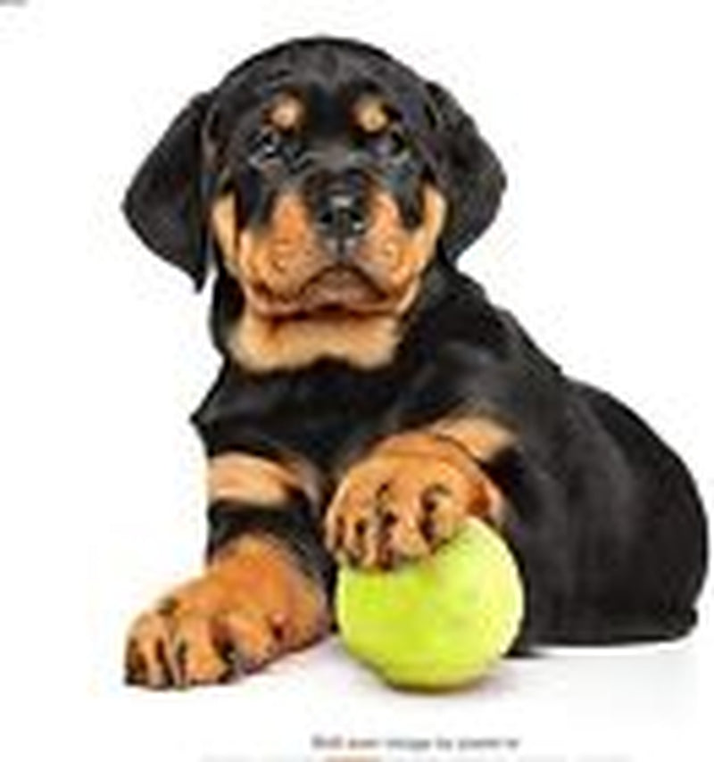 Pack of 6 Tennis Balls, Sport Play Dog Toy Ball Sturdy & Durable, Great for Play